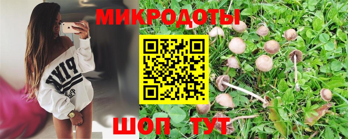Псилоцибиновые грибы мицелий Дальнегорск